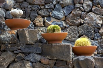 Lanzarote Guatiza cactus garden pots in a row at Canary Islands