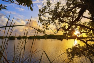 Mangroove sunset in Riviera Maya lagoon of Mexico