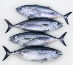 Bluefin four tuna fish Thunnus thynnus catch in a row
