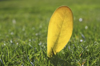 Yellow autumn fall leaf on garden green grass lawn vivid seasonal colors