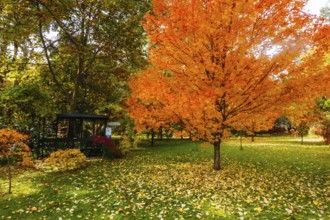 Autumn colours shine in a garden in Warburton on a cool autumn day in Victoria, Australia, Oceania