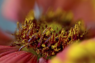 Gaillardia aristata is a North American wildflower in the sunflower family commonly known as