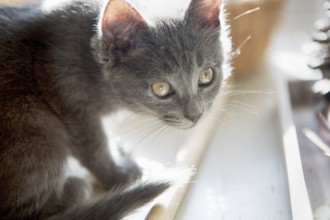 Portrait of a young kitten, 2017