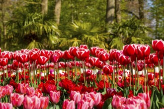 Tulip field