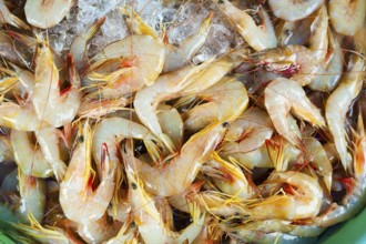 Many raw shrimps on ice for sale