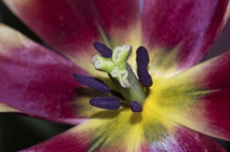 Tulip open