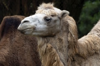 Close up photos of camel heads