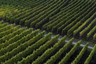 Vines in the Ahr valley, red wine hiking trail