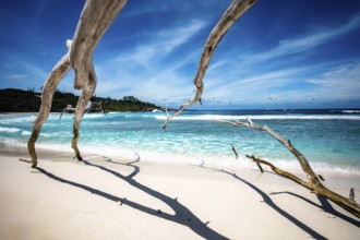 Driftwood and sandy beach on a clear tropical ocean with blue sky and waves, La Digue, Seychelles,