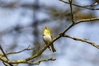 Singing Wood Warbler in a tree in the woodland at spring