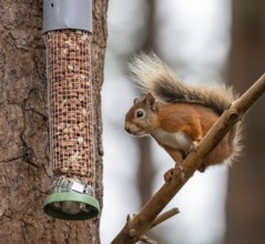 Red Squirrel on a peanut bird feeder