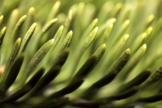 Detail of a Nordmann fir, Abies nordmanniana