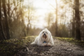 A small white Havanese lies on the flood embankment and is illuminated by the sun from behind