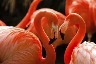 Cuban flamingo or also called pink flamingo