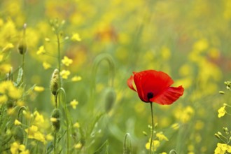 Poppy flower (Papaver rhoeas)