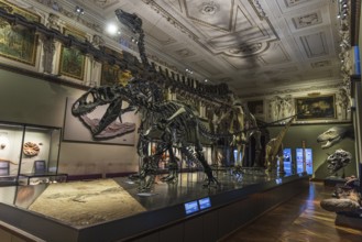 Dinosaur skeletons displayed The Museum of Natural History