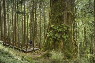 Tree No. 28, Taiwan red cypress, Alishan National Forest Recreation Area, Alishan Township, Chiayi