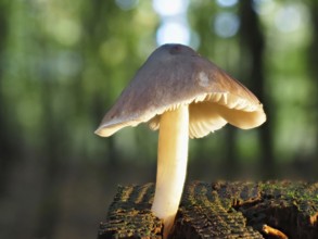 Roe deer brown roof mushroom (Pluteus cervinus), blurred background, North Rhine-Westphalia,