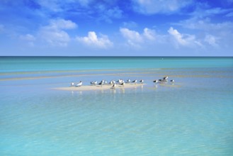 Caribbean turquoise perfect beach in Riviera Maya of Mexico