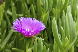 Pink Flowers, Carpobrotus edulis, flowering in Polzeath Cornwall