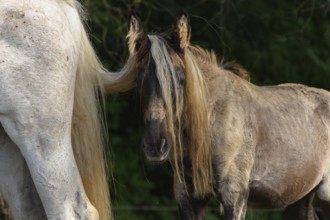 Draft Horse portrait in a pasture in the french country