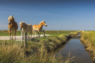 Horses on a pasture on the Hallig Hooge, North Frisia, Schleswig-Holstein, Germany, Europe