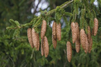 Green spruce branches with needles and many cones. Many cones on spruce