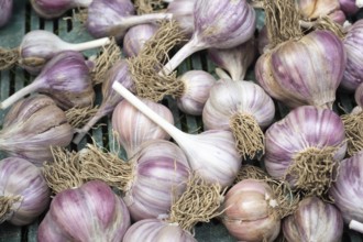 Pile of garlic in plastic crate