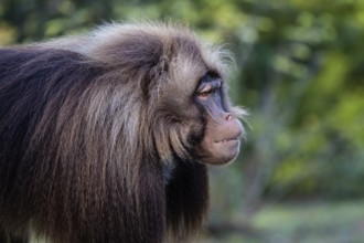 Alpha male of Gelada Baboon, Theropithecus gelada, beautiful ground primate. Monkey shows big teeth