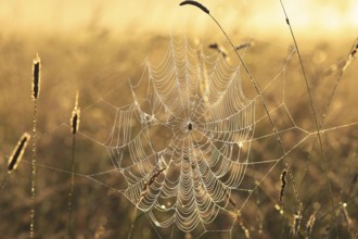 Spider web on a meadow during sunrise