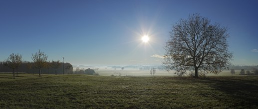 Cool morning mood with tree