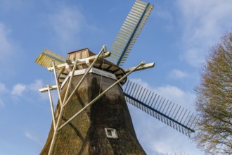 An old windmill with large wings stands under a clear blue sky, burlage, east frisia, germany