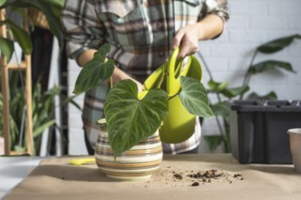 Transplanting a home plant Philodendron verrucosum into a new bigger pot in home interior. Caring