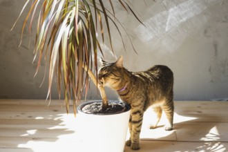 The cat sniffs and nibbles the house plant dracaena in the interior. Damage to a potted plant by a