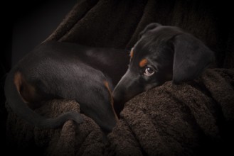 Doberman pinscher (Dobie) puppy in a studio setting