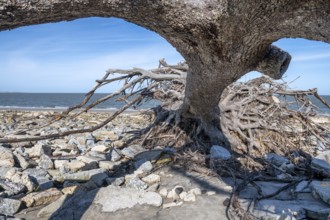 Bare tree trunks on beautiful Driftwood Beach, Georgia, Asia