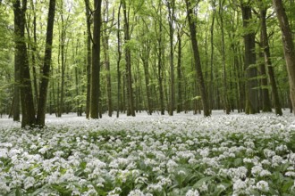 Wild garlic flower (Allium ursinum), spring, Germany, Bavaria, Lower Franconia, Europe