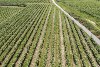 An image of a vineyard in Breisgau Germany region, fly over