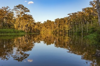 Magnificent reflections in the mirror water. Sunset. New Orleans area. Swamps of Louisiana. Journey