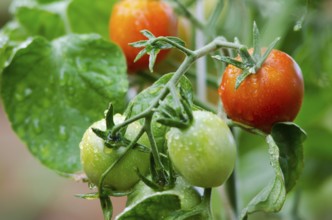 Red and green tomatoes grow on twigs