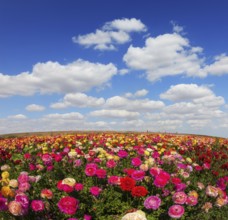 Spring flowering garden large buttercups - ranunculus. Flowers are grown for export in the Nordic