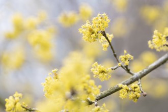 Cornelian cherry (Cornus mas), many blossoms on a branch, North Rhine-Westphalia, Germany, Europe