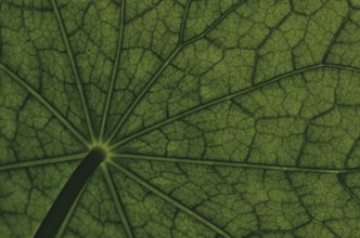 Bottom view of the leaf surface of a nasturtium -