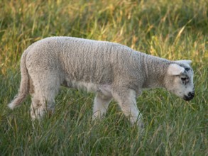 A single lamb grazing on a green meadow, Borken, münsterland, Germany, Europe