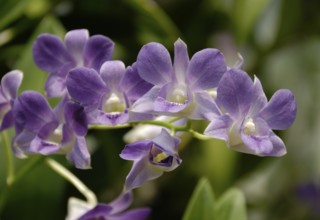 Dendrobium phalaenopsis hybrid, Bangkok, Thailand, Asia