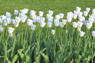 White tulips