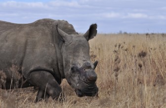 A White Rhinoceros in South Africa dehorned to protect it against poachers