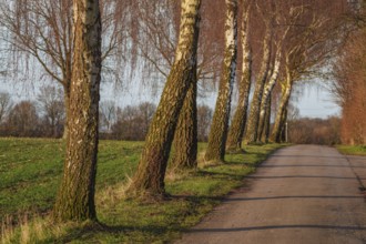 Birch avenue along a road in wintry surroundings, Weseke, Borken, Münsterland, Germany, Europe
