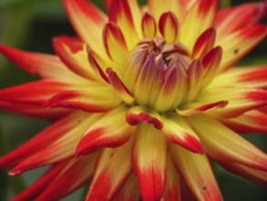 Close-up of a yellow-red flowering dahlia with bright petals, borken, münsterland, germany