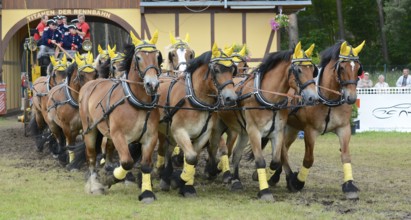 Cold-blooded horses as the titans of the race in Brück, Brandenburg